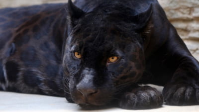 Pantera neagră căutată în Bulgaria ar fi fost văzută în Giurgiu