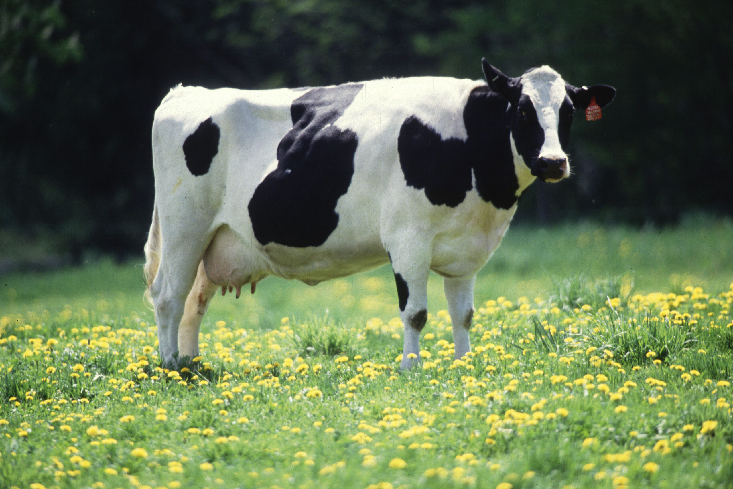 APIA eliberează adeverințe fermierilor crescători de animale  care doresc să acceseze credite bancare