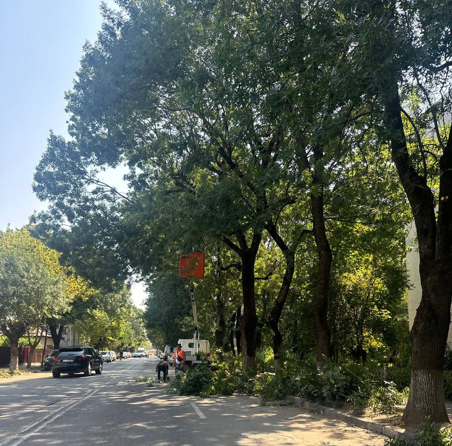 Lucrări de toaletare pe șoseaua Alexandriei