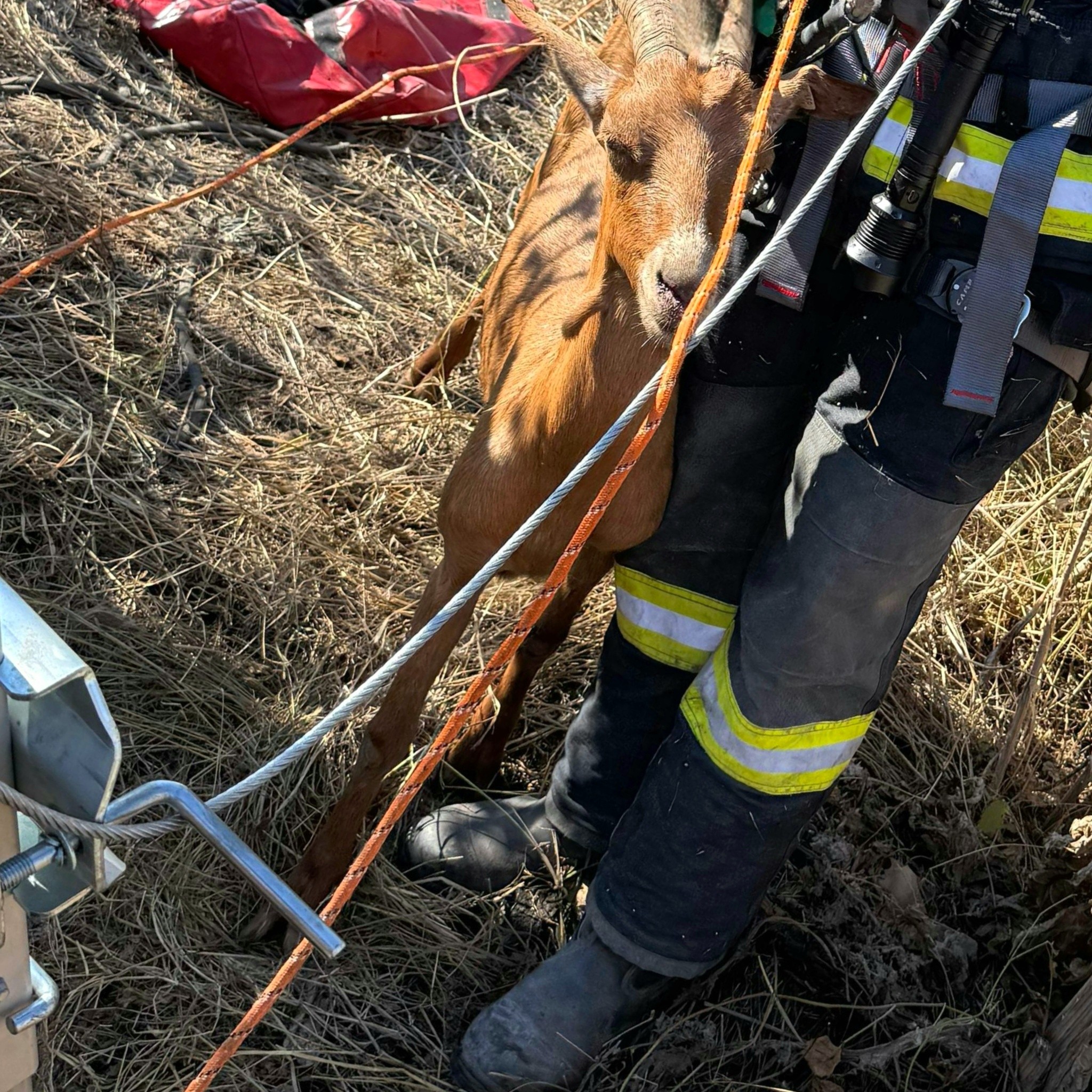 O capră a fost salvată de pompieri după ce a căzut într-o fântână dezafectată