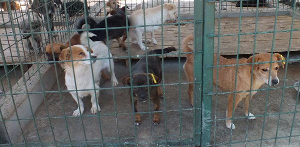 Giurgiu Servicii Locale (GSL) angajează Îngrijitor Adăpost pentru Adăpostul Public de Câini