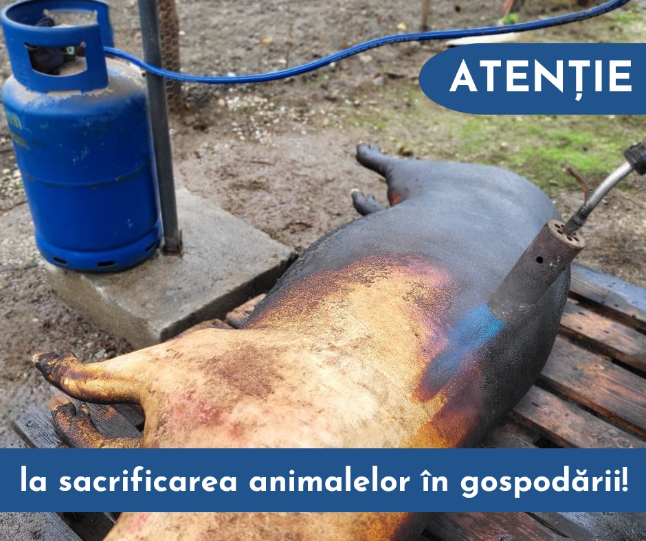 Recomandări ISU Giurgiu în vederea sacrificării animalelor în gospodării