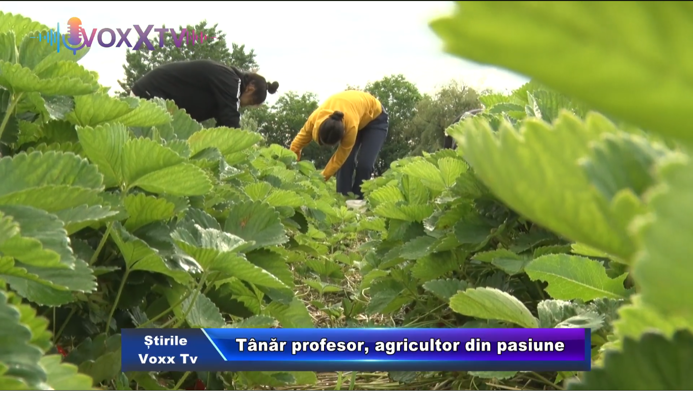 Tânăr profesor, agricultor din pasiune