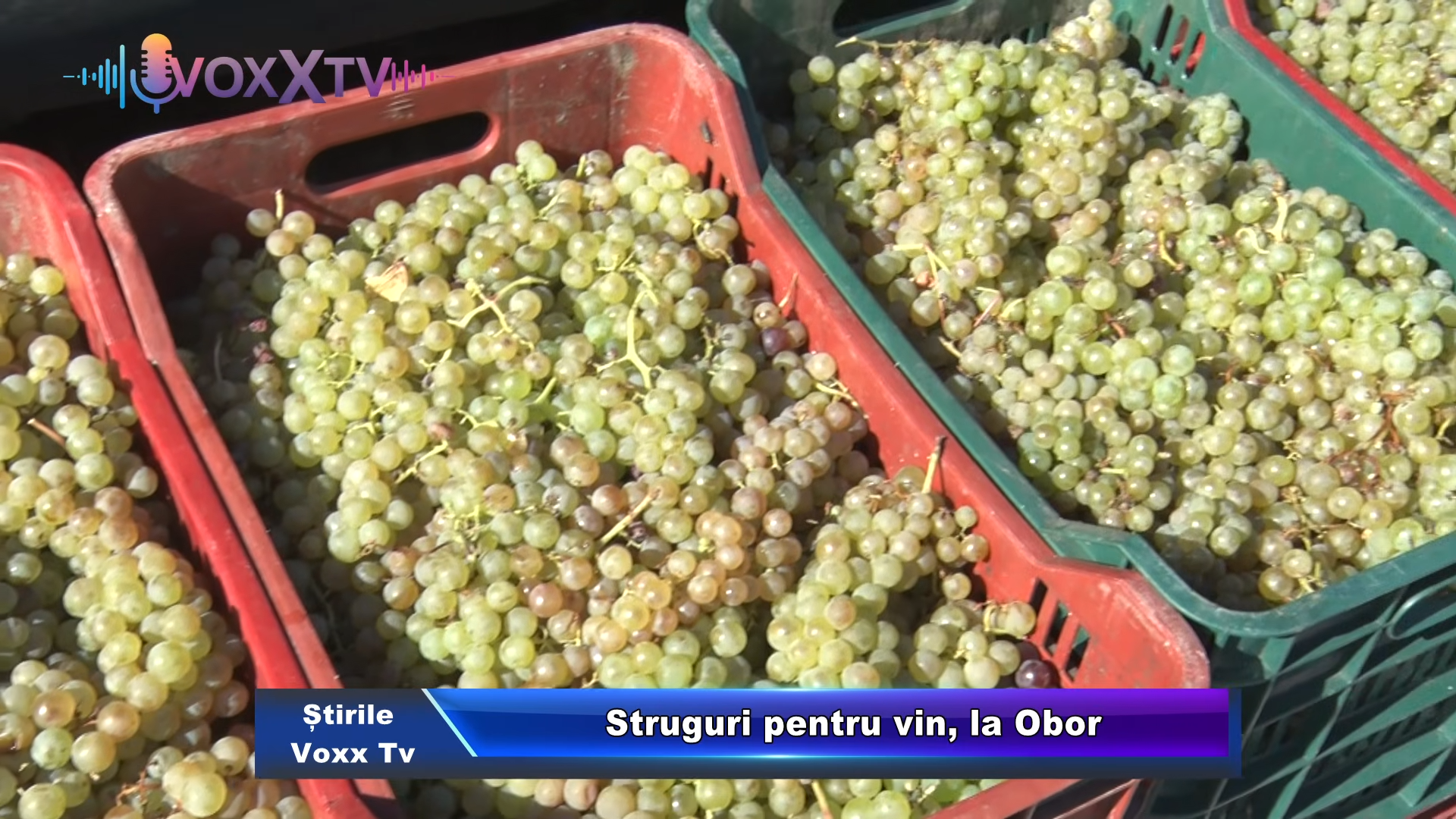 Struguri pentru vin, la Obor